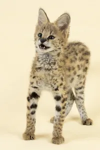Serval (Leptailurus serval), juvenile