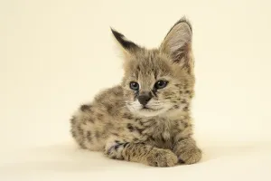 Serval (Leptailurus serval), juvenile