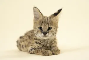 Serval (Leptailurus serval), juvenile