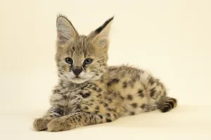 Serval (Leptailurus serval), juvenile