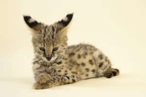 Serval (Leptailurus serval), juvenile