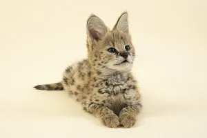 Serval (Leptailurus serval), juvenile