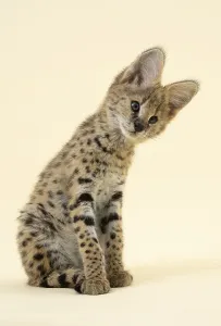 Serval (Leptailurus serval), juvenile