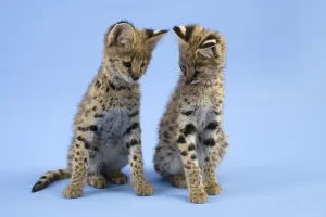 Serval (Leptailurus serval), juvenile