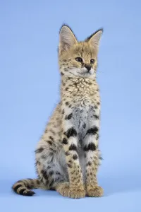 Serval (Leptailurus serval), juvenile