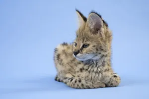 Serval (Leptailurus serval), juvenile