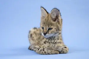 Serval (Leptailurus serval), juvenile