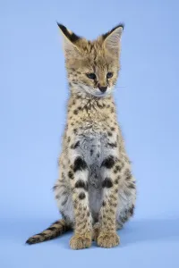Serval (Leptailurus serval), juvenile