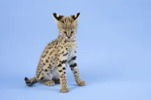 Serval (Leptailurus serval), juvenile