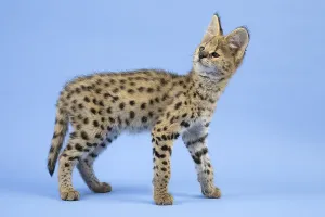 Serval (Leptailurus serval), juvenile