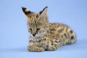 Serval (Leptailurus serval), juvenile