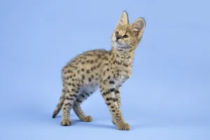 Serval (Leptailurus serval), juvenile