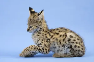 Serval (Leptailurus serval), juvenile