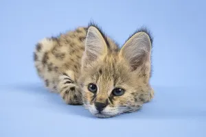 Serval (Leptailurus serval), juvenile