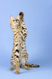 Serval (Leptailurus serval), juvenile