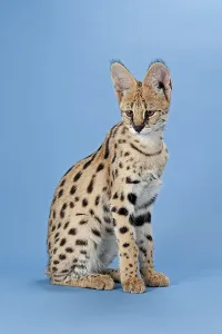 Serval (Leptailurus serval), juvenile