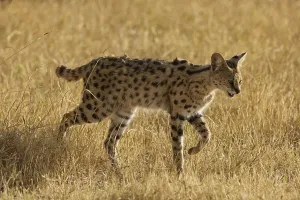 Serval (Leptailurus serval) stalking in the grass