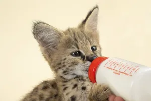 Serval (Leptailurus serval), young animal