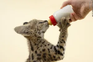 Serval (Leptailurus serval), young animal