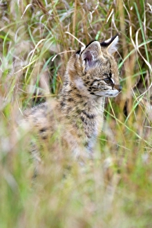 Serval (Leptailurus serval), young animal in high grass
