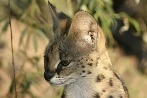 Serval portrait