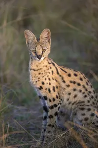 Serval, servals (Leptailurus serval) predators
