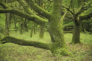 Sessile Oak (Quercus petraea), gnarled