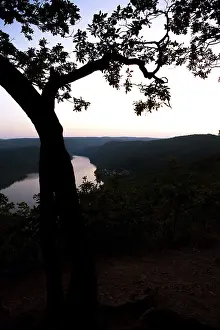 Sessile oak (Quercus petraea), shortly after sunset with view of water