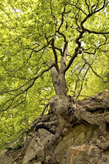 Sessile oaks (Quercus petraea) with gnarled tree trunk on a steep slope