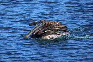 Set of large water birds swimming around the Rocky Point