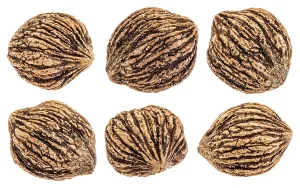 Set of six organic black walnuts in shells isolated with clipping paths on white