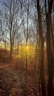 The setting sun flashes through the bare trees of a forest
