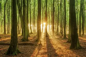 The setting sun shines brightly through a near-natural beech forest (Fagus sp)