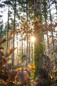 The setting sun shines through a forest and creates a warm play of light on a tree trunk