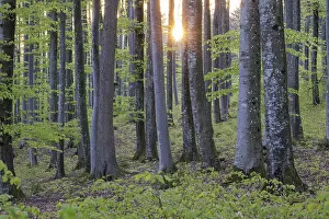 The setting sun shines through the rows of trees in the forest with green leaves