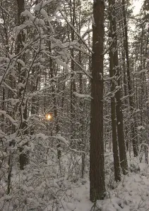 Setting sun shines through the trees of snow covered woods