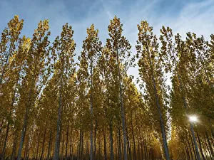 The setting sun shining through a forest of European Aspen (Populus tremula) in autumnal colours