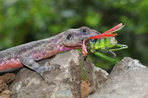 Settler Agama, common agamas (Agama agama)
