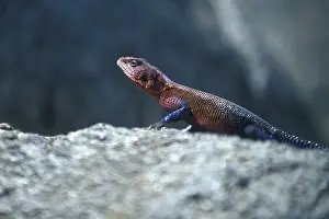 Settler's agama (Agama agama)