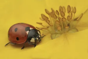 Seven-spot Ladybird (Coccinella septempunctata) adult
