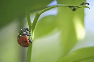 Seven-spot ladybird (Coccinella septempunctata) with ants