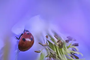 Seven-spot ladybird (Coccinella septempunctata) in a columbine flower (Aquilegia vulgaris)