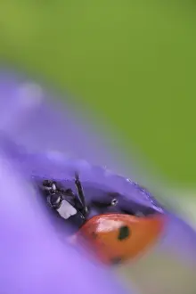 Seven-spot ladybird (Coccinella septempunctata) in a columbine flower (Aquilegia vulgaris)