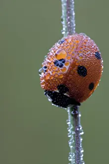 seven-spot ladybug (Coccinella septempunctata)