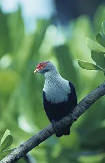 Seychelles Blue Pigeon (Alectroenas pulcherrima)