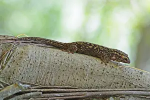 Seychelles bronze gecko (Ailuronyx seychellensis)