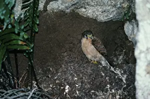 Seychelles Common Kestrel, Seychelles falcons