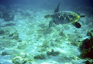 Seychelles, fauna, underwater turtle