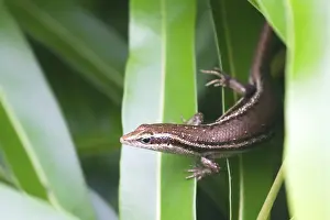 Seychelles skink (Trachylepis seychellensis) (Trachylepis sechellensis) sitting on a leaf on Praslin