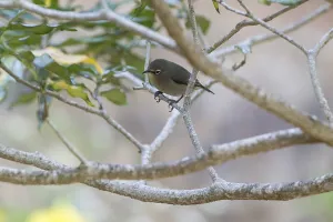 Seychelles white eye (Zosterops modestus)
